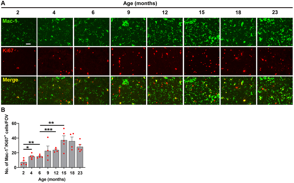 Characterization of hypoxia-induced microglial proliferation at different ages. (A) Frozen brain sections taken from mice of different ages (2–23 months) exposed to hypoxia (8% O2) for 4 days were dual-labelled with Mac-1 (AlexaFluor-488) and Ki67 (Cy-3). Images were captured in the midbrain. Scale bars = 100 μm. (B) Quantification of the Mac-1 area in the midbrain in different age mice following 4 days hypoxia. Results are expressed as the mean ± standard error of the mean (SEM) (n = 5 mice/group). *p **p ***p 