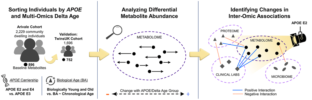 Study design to identify APOE genotype- and delta age-related alterations in the metabolome and inter-omic associations. Community dwelling individuals from the Arivale cohort were sorted based on delta age and APOE ε2 or ε4 carrier status. Metabolomic changes across APOE and delta age statuses were then analyzed. Finally, an inter-omic interaction analysis was performed to identify the effect modification of APOE or delta age status on inter-omic associations. These findings elucidate potential context-dependent relationships within APOE status and delta age group. Analyses were then repeated for validation with the TwinsUK cohort.