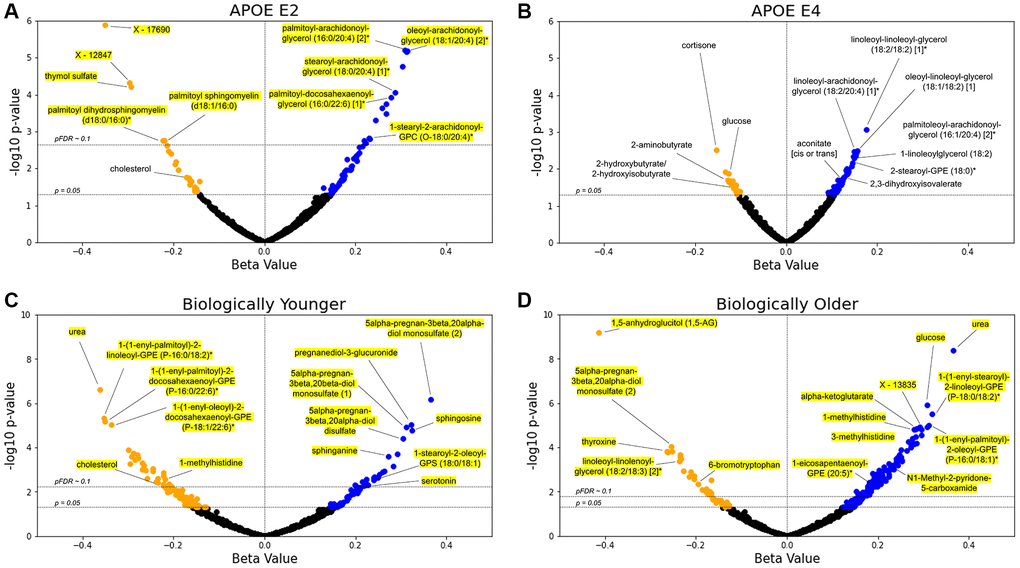 Lipids are the main APOE- and delta age-associated metabolites. (A–D) Volcano plots for the APOE E2 (A), APOE E4 (B), biologically younger (C), or biologically older (D) groups. For each metabolite, presented are the β-coefficient estimate and its log10 p-value from the GLM including metabolite abundance as the dependent variable, group statuses as the independent variables, and age, BMI, use of cholesterol medications, sex, and first two genetics principal components as the covariates (see Methods). Blue data points indicate a positive association between metabolite and test group with pre-adjusted p n = 896 metabolites.