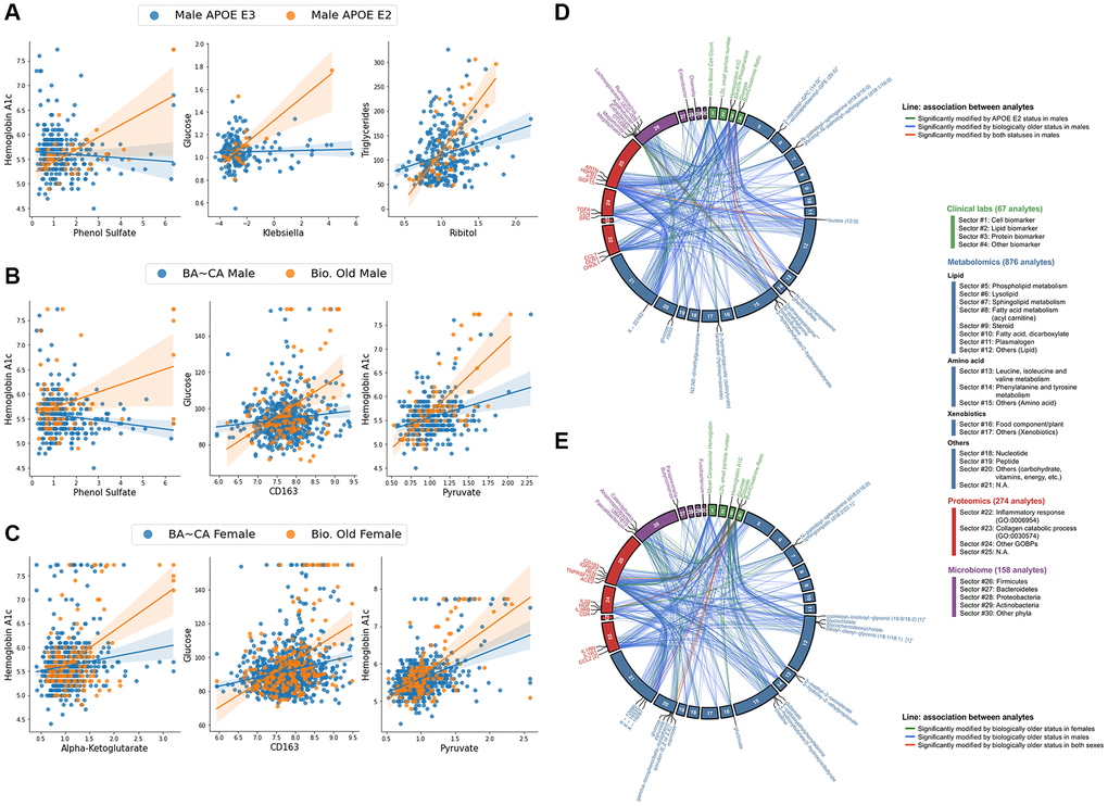 Biologically older males show similar multi-omic association signatures to APOE E2 males and biologically older females, particularly within central bioenergetic analytes. (A–C) Scatter plots of inter-omic analyte pairs with associations significantly modified by APOE E2 in males (A), and by biological oldness in males (B) and females (C). Line indicates simple linear regression, with shading indicating the 95% confidence interval. (D, E) Circos plots depicting the shared analyte associations (pFDR D), and between biologically older males and females (E). Associations specific to one group are connected with green and blue lines, whereas significant concordant associations shared in both groups are presented in red lines. Analyte nodes in associations significant to both groups are labeled.