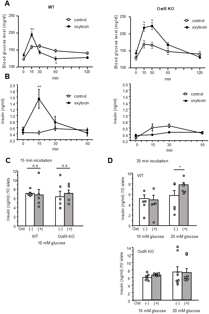 Blood glucose change and insulin secretion after Oxt injection. (A) Change of blood glucose after Oxt (400 μg/kg) injection in wild type mice (left, n = 14, 15) and OxtR KO mice (right, n = 6, 6). (B) Changes of insulin levels after Oxt (400 μg/kg) injection in wild type mice (left, n = 5, 5) and OxtR KO mice (right, n = 5, 5). *: p C) Insulin secretion from isolated islets after 15 min from wild type and OxtR KO mice (open bar: control, grey bar: with Oxt, n = 5 wells for each condition). n.s: not significant. unpaired t-test. (D) Top panel: Insulin secretion from isolated WT mice islets after 30 min in control medium (open bar; 10 mM glucose: n = 5 wells, 20 mM glucose: n = 5 wells) and medium with Oxt (grey bar 10 mM glucose: n = 5 wells, 20 mM glucose: n = 6 wells). Bottom panel: Insulin secretion from isolated OxtR KO mice islets after 30 min in control medium (open bar; 10 mM glucose: n = 6 wells, 20 mM glucose: n = 8 wells) and medium with Oxt (grey bar10 mM glucose: n = 6 wells, 20 mM glucose: n = 8 wells). *: p 