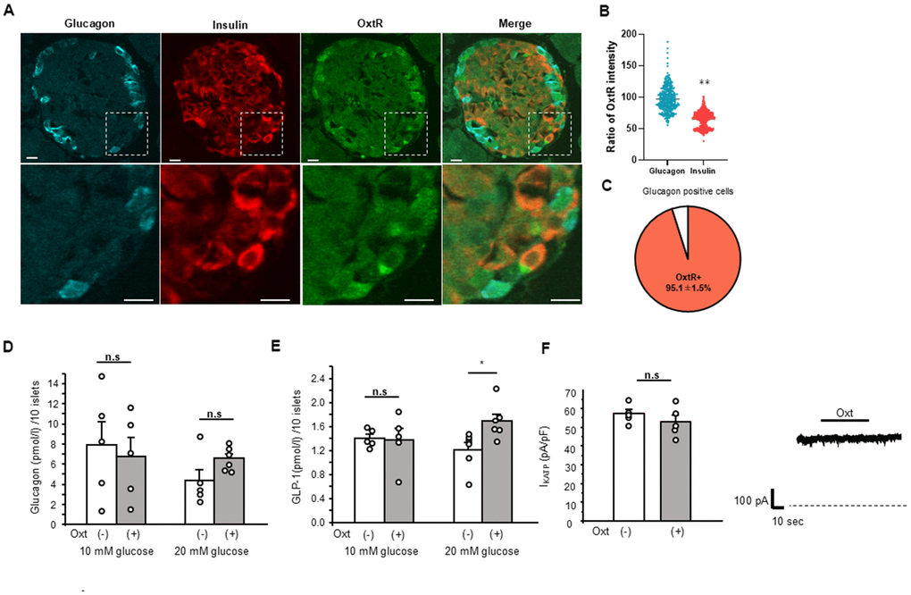Relation of Oxt and glucagon. (A) Representative images of immunostaining for glucagon, insulin and OxtR in an islet (upper panels). Bottom panels are enlarged images of white square in each upper panel. Scale bars in the image indicate 10 μm. (B) The ratio of OxtR intensity in glucagon positive cells and insulin positive cells. The average intensities of OxtR in glucagon was adjusted to 100%. (Glucagon; n = 335, Insulin; n = 626). **: p C) The pie chart shows percentage of OxtR positive cells in glucagon positive cells (n = 13 islets). (D) Glucagon secretion from WT mice islets after 30 min in control (open bar, 10 mM glucose: n = 5 wells, 20 mM glucose: n = 5 wells) and in the presence of Oxt (grey bar, 10 mM glucose: n = 5 wells, 20 mM glucose: n = 6 wells). n.s: not significant. unpaired t–test. (E) Secretion of GLP-1 from isolated WT mice islets after 30 min in control medium (open bar, n = 6 wells) and medium with Oxt (grey bar, n = 6 wells). *:p F) Left: KATP channel current from MIN6 cells in control medium (open bar, n = 5 cells) and after application of Oxt (10-7 M) (grey bar, n = 5 cells). n.s: not significant. unpaired t–test. Right: The representative KATP channel current with Oxt (10-7 M) application. Dotted line indicates zero current level. The line on top of current indicates the Oxt application period.