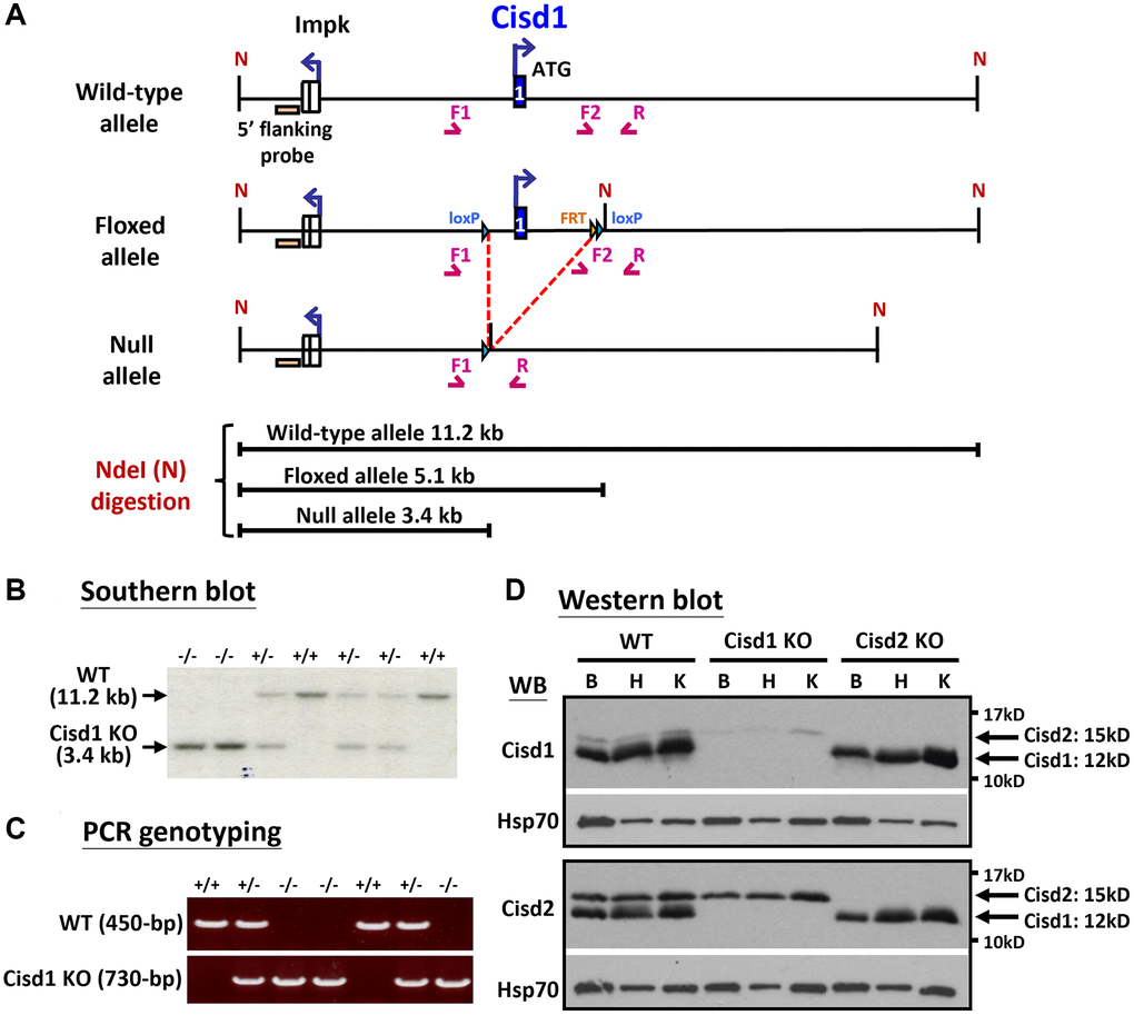 Generation of the Cisd1 knockout (KO) mouse model. (A) The process of generating the CIsd1 knockout mouse. (B) Southern blot analysis. Genomic DNA was digested by Nde I and probed with a 5’ flanking probe. (C) The genotyping results are able to identify wild-type, heterozygous and homozygous knockout mice. The primers for PCR genotyping are F1: 5’-GTGTGAGTGTGTCTGTACCTAG-3’, F2: 5’-CTGTCTACATCAGAGCAGAACAC-3’ and R: 5’-CAACTGCACCACAAATCATGTGAG-3’. (D) Protein expression of Cisd1 and CIsd2 in wild-type (WT), Cisd1 KO and Cisd2 KO mice. Abbreviations: B: brain; H: heart; K: kidney. Mouse age, 4–5 weeks old.