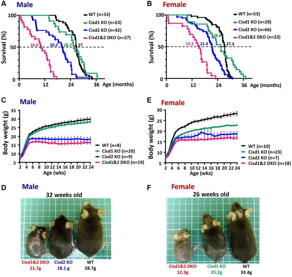 Shortened lifespan and severe growth retardation in the Cisd1&2 DKO mice. (A, B) The lifespan of the Cisd1 KO, Cisd2 KO and Cisd1&2 DKO male (A) and female (B) mice on B6/129 mixed background. Median survival of each genotype is present in the graph. Statistical analyses were calculated using Log-rank Mantal-Cox tests (Prism 8.0) and p C) The growth curves of the male Cisd1 KO, Cisd2 KO and Cisd1&2 DKO mice. Body weight was monitored weekly from 2 weeks to 24 weeks old. The body weight of the Cisd2 KO and Cisd1&2 DKO mice were lower than WT mice from 4–5 weeks old, whereas the body weight of Cisd1 KO mice showed no obvious decrease compared to the WT mice. Data are shown as mean± SEM. (D) The photographs were of Cisd2 KO, Cisd1&2 DKO and WT male mice at 32 weeks of age. This photograph was taken from the dorsal view. (E) The growth curves of the female Cisd1 KO, Cisd2 KO and Cisd1&2 DKO mice. Body weight was monitored weekly from 2 weeks to 24 weeks old. The body weight of Cisd1 KO, Cisd2 KO and Cisd1&2 DKO mice were less than WT mice from 4 weeks old. Data was shown as mean± SEM. (F) The photographs were of Cisd2 KO, Cisd1&2 DKO and WT female mice at 26 weeks of age. These photographs were taken from the dorsal view.