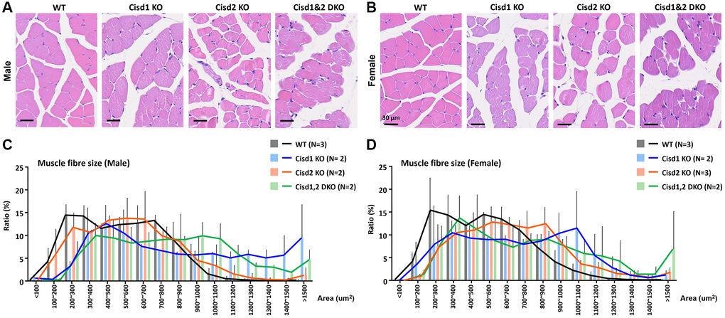Histological analysis of skeletal muscle in the Cisd1&2 DKO mice. (A, B) H&E staining analysis of skeletal muscle (femoris) in Cisd1 KO, Cisd2 KO and Cisd1&2 DKO mice at 5 weeks old. Scale bar, 30 μm. (C, D) Histograms of muscle fiber size in male and female Cisd1 KO, Cisd2 KO and Cisd1&2 DKO mice. Data was shown as mean± SD. In (C, D), Kruskal-Wallis test with Dunn’s multiple comparisons test was performed to analyze the statistical differences among genotypes and did not find the statistical difference.