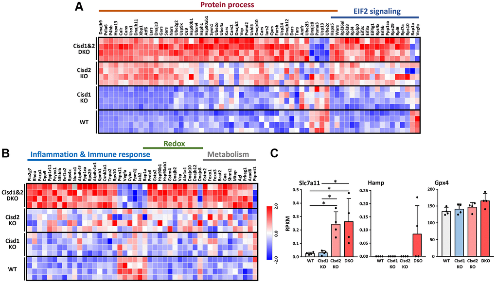 RNA sequencing data in skeletal muscles presented as a heatmap. (A) Heatmap analysis of genes in the pathways showed significant changes in both CIsd2 KO and Cisd1&2 DKO muscles. (B) Heatmap analysis of genes in the pathways showed significant changes in Cisd1&2 DKO muscles alone. (C) The expression levels of genes that are involved in programmed cell death, ferroptosis. Data are presented as mean ± SD. *p post hoc test.