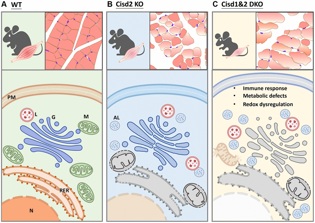 Schematic showing the alteration in biological processes identified in Cisd2 KO and Cisd1&2 DKO mice. (A) In wild type (WT) mice, the protein process, including translation, transportation, modification and degradation, is well-controlled by functional organelles. (B) Cisd2 deletion leads to organelle degeneration and autolysosome formation. (C) Ablation of both Cisd1 and Cisd2 has a synergistic effect that results in organelle breakdown and cell death.