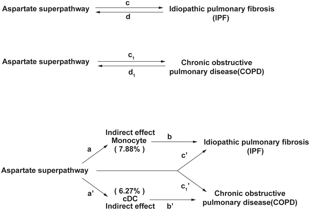The experimental design of this study. In IPF, the indirect effect = a×b, and the direct effect is c’. In COPD, the indirect effect = a’×b’, and the direct effect is c1’. The proportion of the mediating effect is the indirect effect divided by the total effect.