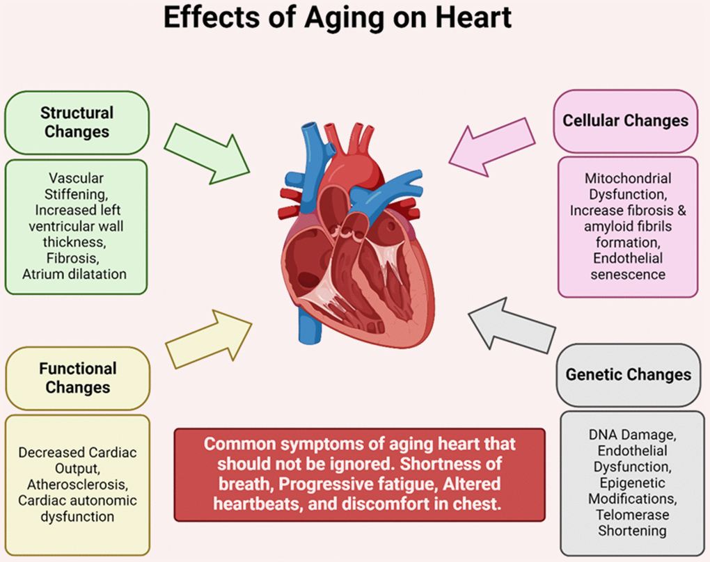 Effects of aging on heart. As the heart ages, it experiences a range of structural, functional, cellular, and genetic changes. Structural alterations include vascular stiffness, thickening of the left ventricular wall, fibrosis, and enlargement of the atrium. Functional changes manifest as reduced cardiac output, atherosclerosis, and dysfunction in cardiac autonomic regulation. At the cellular level, there’s mitochondrial dysfunction, heightened fibrosis, amyloid fibril formation, and endothelial senescence. Additionally, genetic alterations such as DNA damage, endothelial dysfunction, and telomerase shortening occur with age.