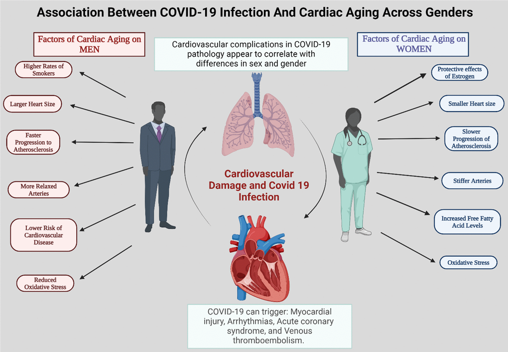 A summary of different factors that contribute to the differences in cardiac agedness in men and women. The incidence of cardiovascular complications in COVID-19 pathology appears to be linked to differences in sex and gender. This likely contributes to the greater severity and poorer outcomes of SARS-CoV-2-mediated disease in male patients compared to females.