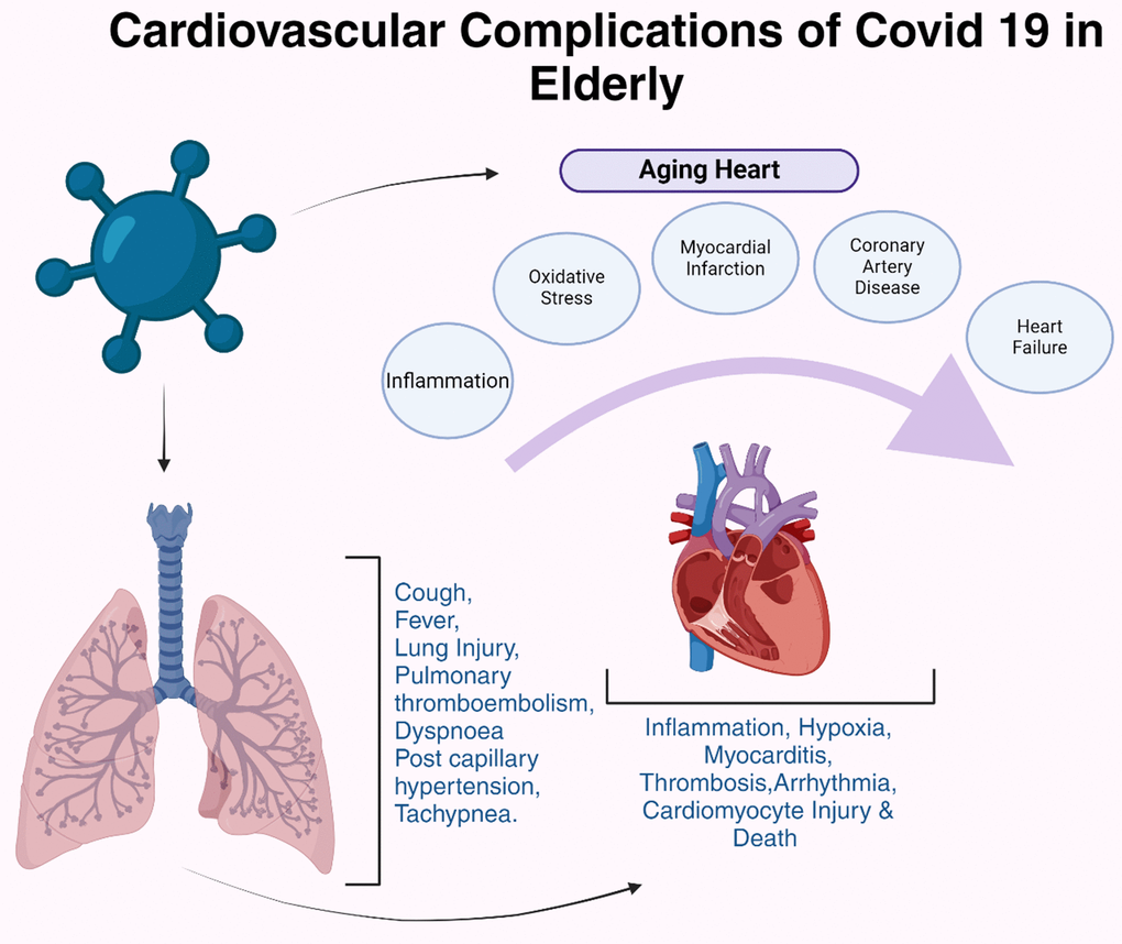 Cardiovascular complications of COVID-19 in elderly people. COVID-19 exacerbates cardiac injuries, especially in older patients with a cardiovascular medical background, increasing the likelihood of developing critical conditions.