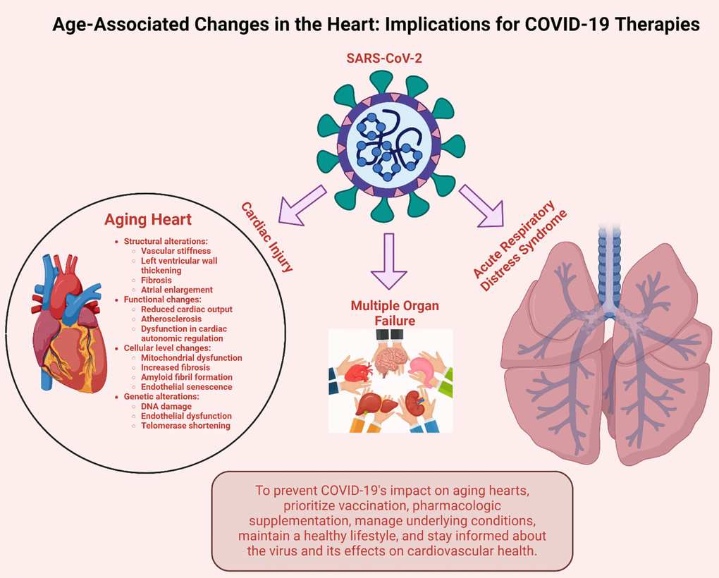 Ways COVID-19 contributes to cardiac aging. A COVID-19 infection can cause macroscopic and microscopic altercations that induce cardiovascular dysfunction. Image created by Biorender.com.