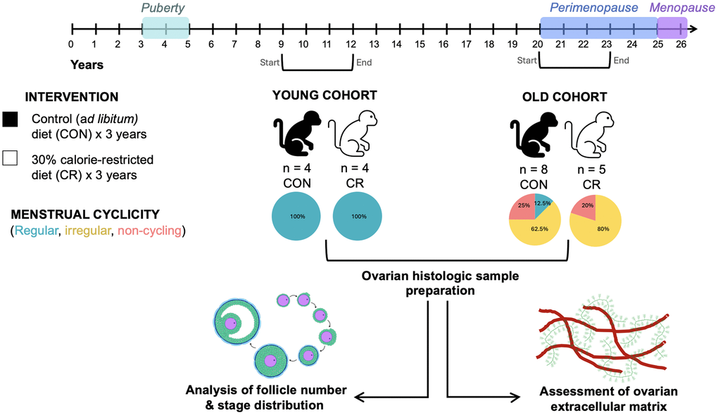 Schematic of caloric restriction paradigm. Animals were exposed to a moderate caloric restriction for up to 3 years. Animals in the young cohort were aged 7–10 years at the start of the study and age 10–13 years at necropsy. Animals in the old cohort were aged 16–23 years at the start of the study and age 19–26 years at necropsy. Animals’ menstrual cyclicity was assessed using hormonal assays and observation of menses. Animals were classified as having regular cycles, irregular cycles, or non-cycling. All animals in the young cohort had regular cycles, while animals in the old cohort had regular cycles, irregular cycles, or were non-cycling. Following necropsy, ovarian tissue was harvested and prepared for downstream analyses of ovarian follicle number, follicular dynamics, and extracellular matrix composition. The timeline at the top of the image describes reproductive milestones in the rhesus macaque life cycle. Brackets beneath the timeline indicate the start and end of the study period for the two age cohorts.