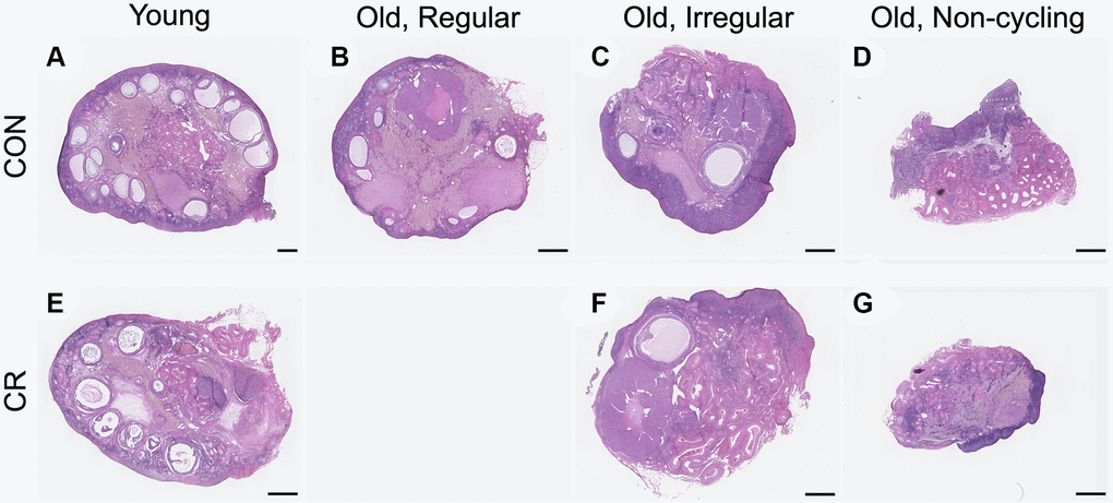 Representative histologic sections from young, old with regular cycles, old with irregular cycles, and old non-cycling animals exposed to control or calorie-restricted (CR) diet. Representative midsections from the following cohorts are shown: (A) young control, (B) old, regular cycling control, (C) old, irregular cycling control, (D) old non-cycling control, (E) young CR, (F) old, irregular cycling CR, (G) and old non-cycling CR. There were no old, regularly cycling CR animals. The scale bar is 1 mm.