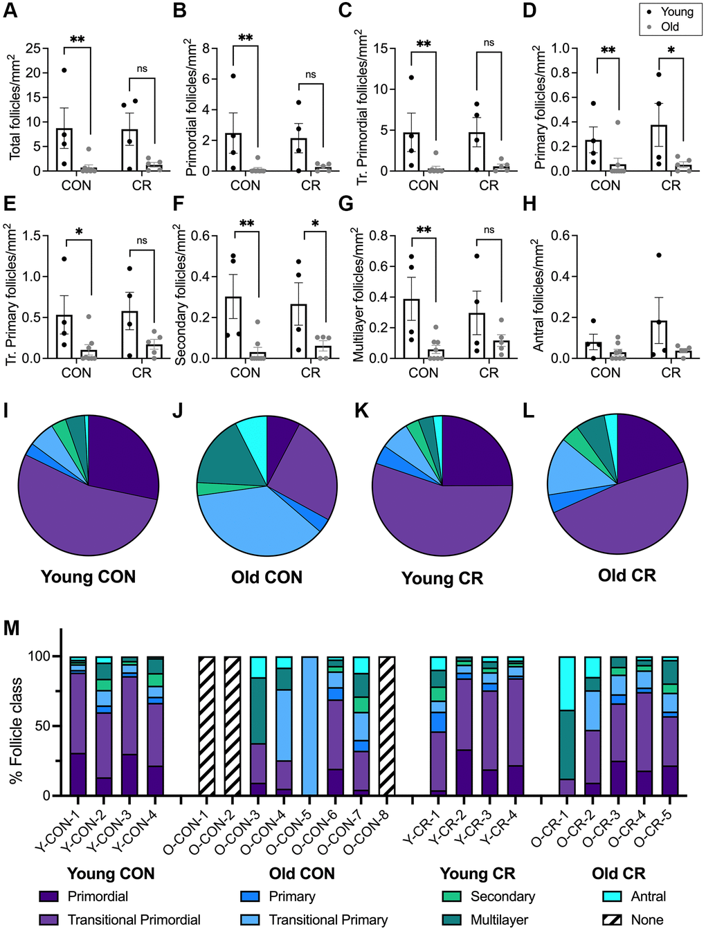 Follicle number per area differ between young and old animals and follicle class distribution and is affected by age and diet. Bar graphs of follicle number per ovarian section area for each normal follicle morphology class are shown for: (A) total number of follicles, (B) primordial, (C) transitional primordial, (D) primary, (E) transitional primary, (F) secondary, (G) multilayer, and (H) antral follicles. Pie charts show follicle class distribution for (I) young control, (J) old control, (K) young calorie-restricted, and (L) old calorie-restricted animals. Pie charts were generated by summing raw follicle number from each follicle class for all animals in an experimental group ((I) N = 4 animals, n = 3315 follicles, (J) N = 5 animals, n = 467 follicles, (K) N = 4 animals, n = 3448 follicles, and (L) N = 5 animals, n = 336 follicles) and plotted as pie charts to show follicle distribution across developmental classes. Data are shown as follicle number from each class summed for all animals in the given group (young control, young calorie-restricted, old control, old calorie-restricted). (M) follicle class distribution (shown as a percent) for individual animals. Animal identification codes are listed below the X-axis in panel M and can be cross-referenced to additional animal characteristics in Supplementary Table 2. Follicle number per area is plotted as untransformed data. Data are presented as mean ± SEM. Black circles indicate young animals, grey circles indicate old animals. Statistics were calculated on log-transformed data with a two-way ANOVA. Tukey’s post hoc test was applied when one or both of the main effects were statistically significant. *p ≤ 0.05, **p ≤ 0.01. P-values for sources of variation of two-way ANOVA can be found in Supplementary Table 1.