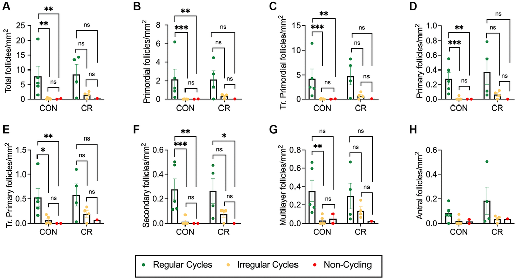 Follicle number per area as a function of reproductive status. Bar graphs showing follicle number per area for each normal follicle morphology class: (A) total number of follicles, (B) primordial, (C) transitional primordial, (D) primary, (E) transitional primary, (F) secondary, (G) multilayer, and (H) antral. Follicle number per area is plotted as untransformed data. Data presented as mean ± SEM. Green circles represent animals with regular cycles, yellow circles represent animals with irregular cycles, and red circles represent non-cycling animals. Statistics were calculated on log-transformed data with a two-way ANOVA. Tukey’s post hoc test was applied when one or both of the main effects were statistically significant. *p ≤ 0.05, **p ≤ 0.01, ***p ≤ 0.001. P-values for sources of variation of two-way ANOVA can be found in Supplementary Table 5.