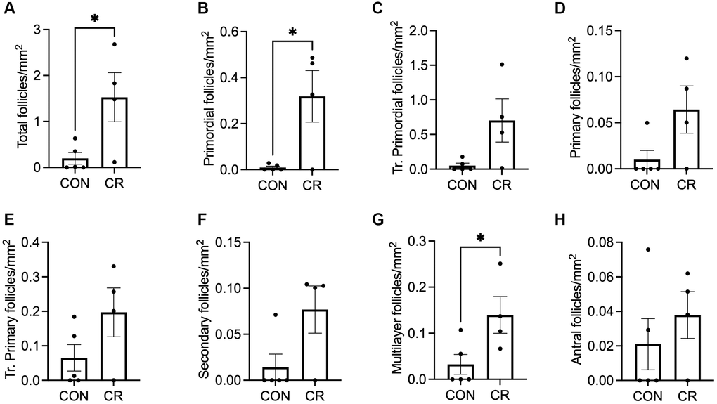 Follicle number per area as a function of diet in old animals with irregular cycles. Bar graphs of follicle number of normal morphology per ovarian section area are shown for the following classes: (A) total number of follicles, (B) primordial, (C) transitional primordial, (D) primary, (E) transitional primary, (F) secondary, (G) multilayer, and (H) antral follicles. Data are presented as mean ± SEM. Statistics were calculated using an unpaired t-test. *p ≤ 0.05.