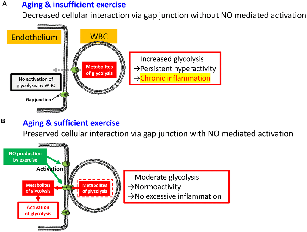 Possible mechanism linking the metabolism of leukocyte and chronic inflammation. Without (A) and with (B) sufficient exercise. Gap junction-mediated cellular interactions decreased with aging which results in the increased glycolysis in WBC with hyperactivity. In contrast, exercise is known to activate de novo gap junction-mediated interaction that results in moderate glycolysis in WBC.