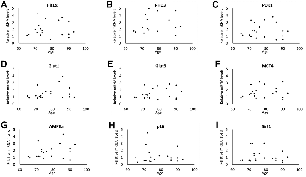 Correlation between age and RNA expressions in WBC. No significant correlation was observed in RNA expression of Hif1α (A), PHD3 (B), PDK1 (C), Glut1 (D), Glut3 (E), MCT4 (F), AMPKa (G), Sirt1 (H) and p16 (I). (n=20 each).