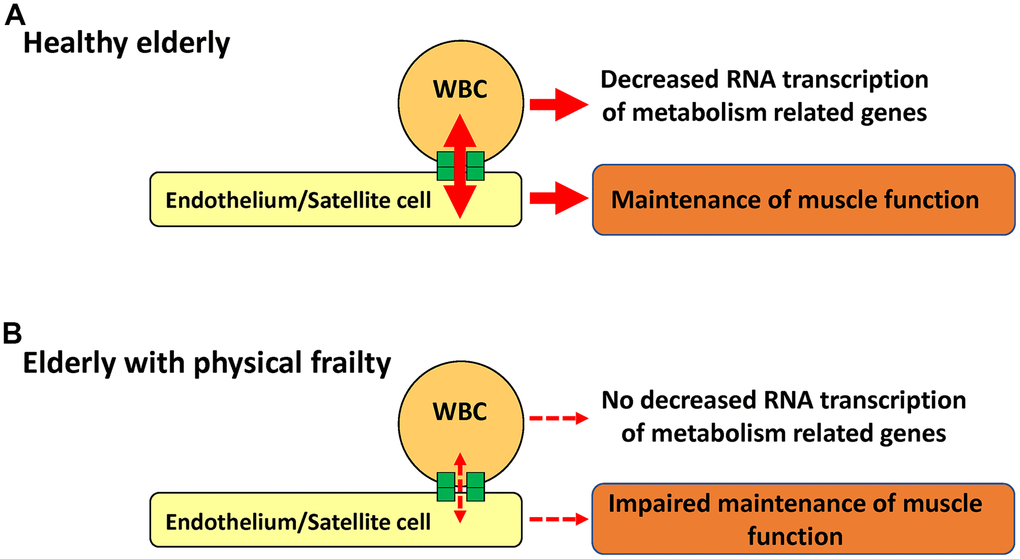 Schematic illustration of our hypothesis that links RNA transcription in WBC and physical frailty. Direct cell-cell interaction between circulating WBC and endothelium/satellite cells in healthy aged individuals decreases RNA transcription of metabolic-related genes in WBC while maintaining muscle function (A). In contrast, impaired cell-cell interactions result in no changes in the RNA transcription of metabolic-related genes in WBC, with impaired maintenance of muscle function (B).