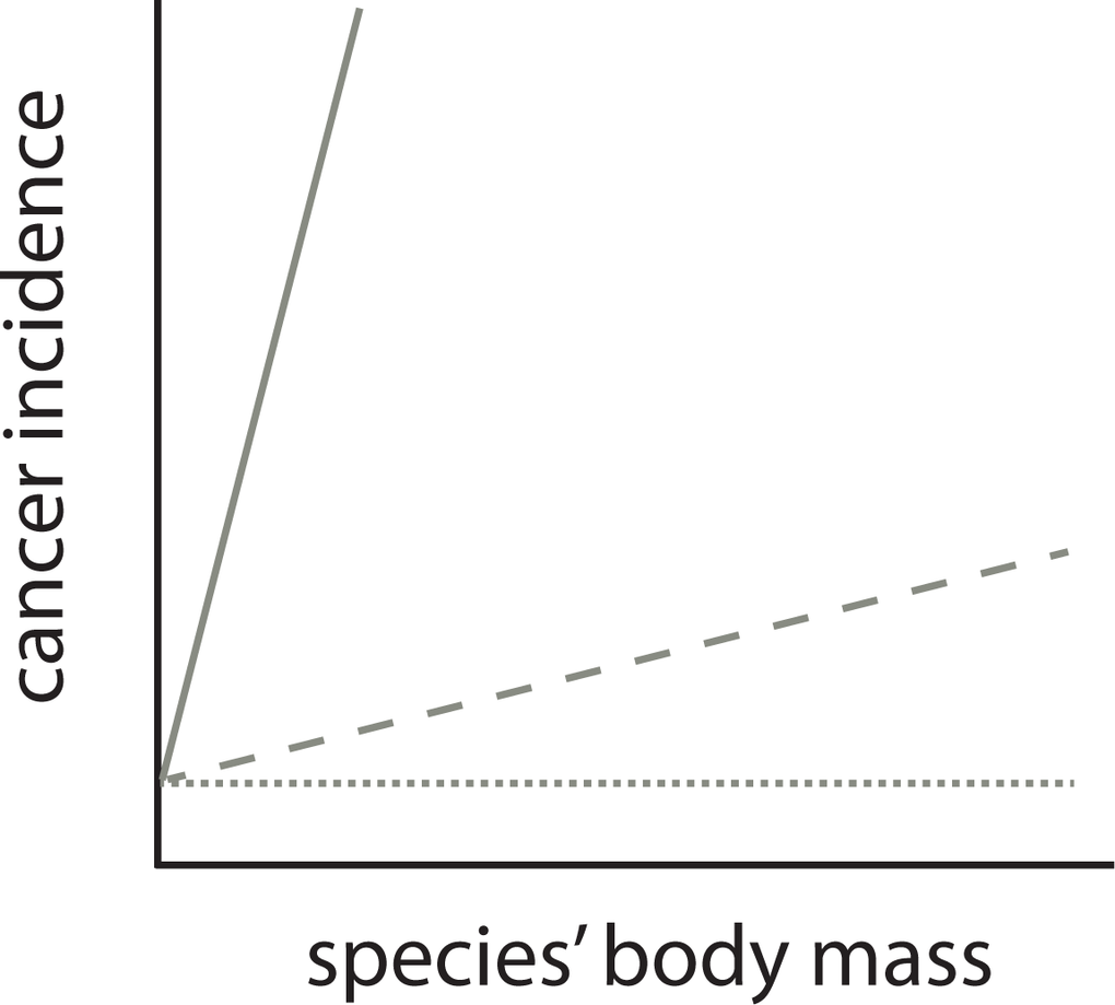 The relationship between a species’ body mass and cancer incidence is not predicted to be flat (dotted line) by Peto’s paradox. It is the predicted dramatic relationship with body mass that is the null hypothesis for Peto’s paradox (solid line). A comparative relationship (dashed) that has a shallower slope than this null hypothesis is no proof against the validity of Peto’s paradox. Note, however, that the exact shape of null prediction of the relationship between a species’ body mass and cancer incidence is not known, it is however predicted to be dramatic (as in Figure 1).