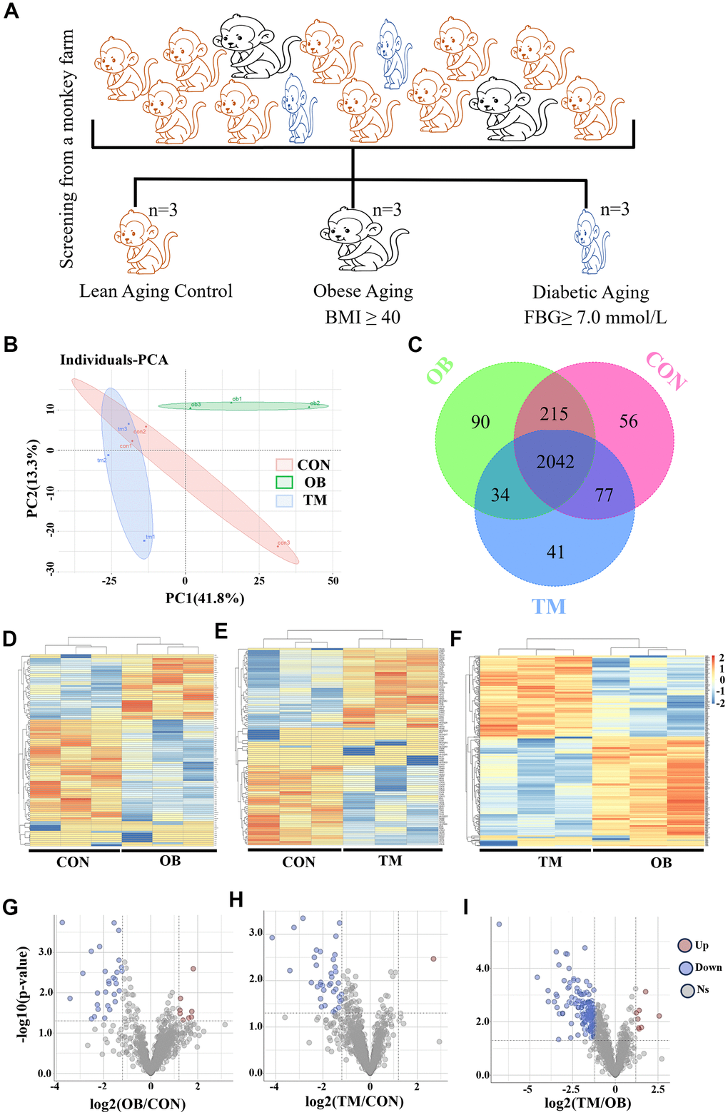 Proteomic analysis reveals cardiac tissue alterations in obesity (OB) and type 2 diabetes (TM) monkeys. (A) Identification and screening process for spontaneously obese and type 2 diabetic aging monkeys from a monkey farm. (B) PCA plot demonstrating the distinct proteomic profiles among the CON, OB, and TM groups. (C) Venn diagram illustrates the overlap and uniqueness of detected proteins across the three groups. (D–F) Heatmaps depicting the expression patterns of differentially expressed proteins in each group. (G–I) Volcano plots highlighting the significant differentially expressed proteins selected for further analysis.