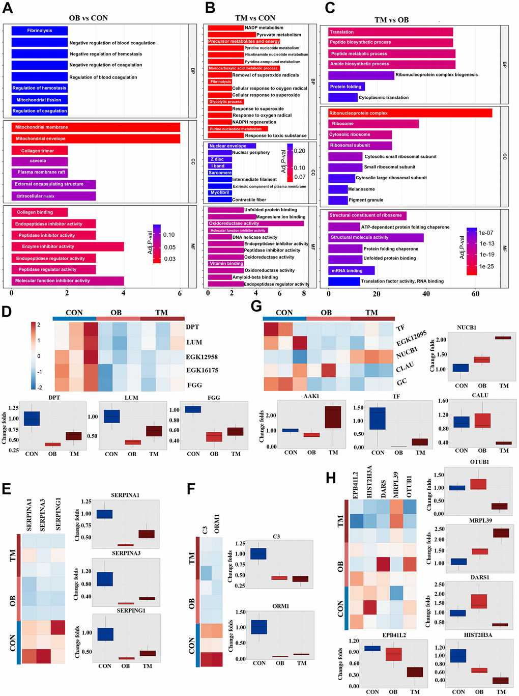 Comparative analysis of cardiac tissue pathways in the OB and TM groups. (A–C) Display the Gene Ontology (GO) analysis comparing the CON, OB, and TM groups in a pairwise manner, highlighting the most affected pathways. (D) Presents the differentially expressed typical extracellular matrix (ECM) related proteins across the CON, OB, and TM groups. (E) Illustrates the differential expression of serpin family members, which play a role in the regulation of the complement cascade. (F) Depicts the differentially expressed immune-related proteins in cardiac tissue among the CON, OB, and TM groups. (G) Shows the differentially expressed proteins related to metal ion metabolism in cardiac tissue across the CON, OB, and TM groups. (H) Profiles other differentially expressed proteins in cardiac tissue that were identified in the CON, OB, and TM groups.