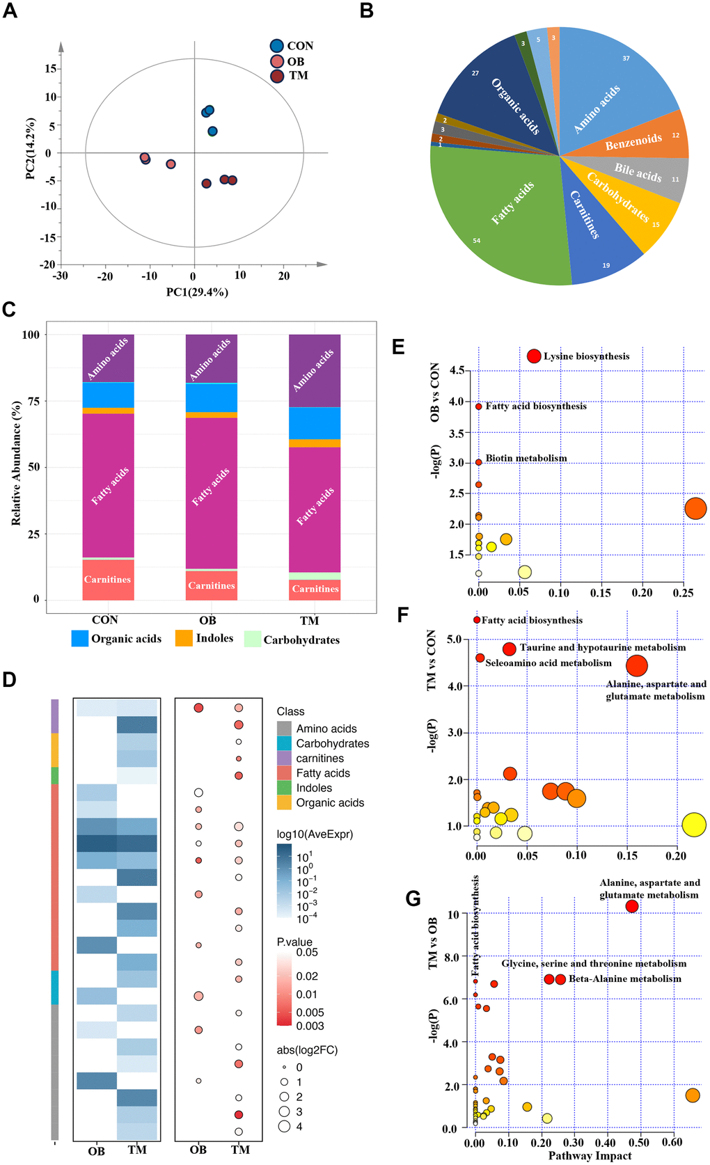 Metabolic profiling reveals distinct metabolite patterns in the CON, OB, and TM groups. (A) PCA plot elucidates the separation of metabolomic profiles among the CON, OB, and TM groups, indicating significant differences. (B) Categorization of detected metabolites from the comprehensive metabolomics study, showcasing the diversity of metabolites analyzed. (C) Comparative analysis of metabolite clusters' relative abundance in the CON, OB, and TM groups, highlighting variations in metabolite distribution. (D) Heatmap illustrating the differential metabolite profiles across the CON, OB, and TM groups. The color intensity represents the logarithm of average expression levels (log10(AveExpr)) for different compounds across two conditions (OB and TM) compared with CON. The size of the circles corresponds to the absolute value of the logarithm of the fold change (abs(log2FC)), and the color of the circles represents the p-value, indicating the statistical significance of the differences observed. The compounds are categorized by class, as indicated by the color key on the right side of the image. (E–G) Pairwise plots of Metabolic Pathways Enrichment Analysis (MPEA) for the CON, OB, and TM groups, detailing the enrichment of specific metabolic pathways within each group.
