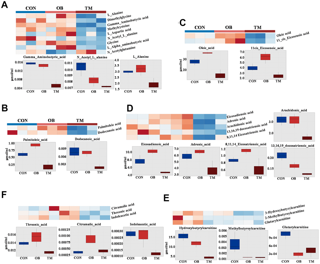 Comparative metabolite profiles in control (CON), obesity (OB), and type 2 diabetes (TM) groups. (A) Heatmap and box graph depicting the differential amino acid levels in the CON, OB, and TM groups, showcasing distinct metabolic patterns. (B) Heatmap and box graph illustrating the variations in saturated fatty acids in the CON, OB, and TM groups, highlighting metabolic alterations. (C) Heatmap and box graph displaying the differences in monounsaturated fatty acids across the CON, OB, and TM groups. (D) Heatmap and box graph showing the changes in polyunsaturated fatty acids among the CON, OB, and TM groups. (E) Heatmap and box graph representing the differential short-chain carnitine levels in the CON, OB, and TM groups, indicating shifts in fatty acid metabolism. (F) Heatmap and box graph presenting the differential organic acid levels in the CON, OB, and TM groups, reflecting alterations in key metabolic pathways.