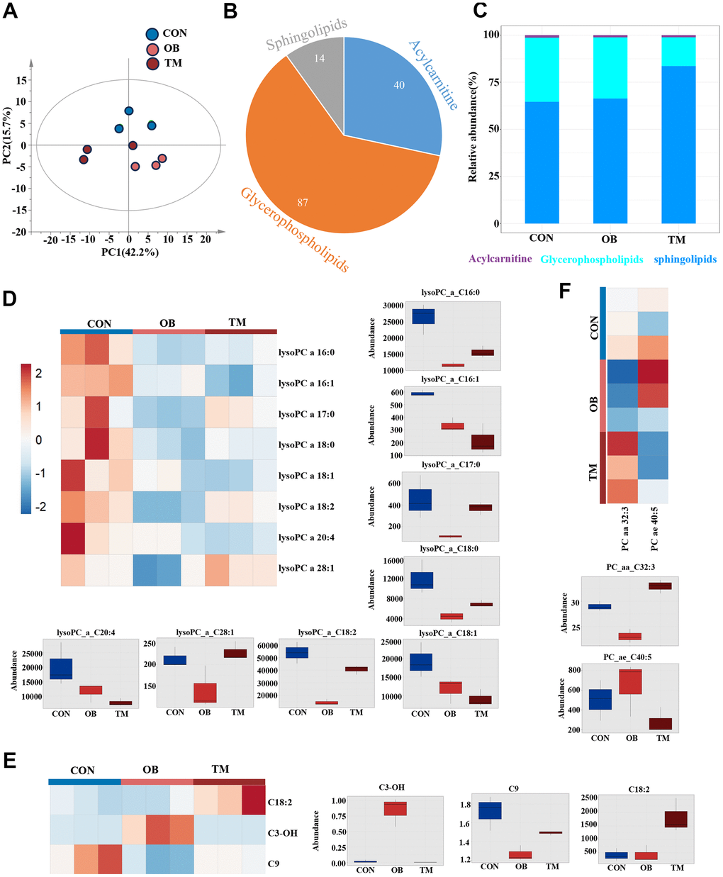 Lipidomic variations among CON, OB, and TM groups. (A) PCA plot delineating the lipidomic distinctions among the CON, OB, and TM groups. (B) Pie graph illustrates the ratio of detected sphingolipids, acylcarnitines, and glycerophospholipids across the CON, OB, and TM groups. (C) Bar graph shows the relative abundance of sphingolipids, acylcarnitines, and glycerophospholipids in the CON, OB, and TM groups. (D) Heatmap and box graph displaying lysoPC levels in the CON, OB, and TM groups, revealing metabolic variations. (E) Heatmap and box graph presenting acylcarnitine levels in the CON, OB, and TM groups, indicating alterations in lipid metabolism. (F) Heatmap and box graph depicting phosphatidylcholine (PC) levels in the CON, OB, and TM groups, highlighting differences in lipid profiles.