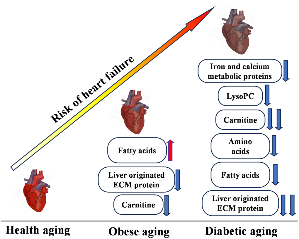 Multi-omics overview highlighting differences between control (CON), obesity (OB), and type 2 diabetes (TM) groups. This figure presents a comprehensive summary of the multi-omics changes observed across proteomic, metabolomic, and lipidomic profiles comparing the CON, OB, and TM groups.