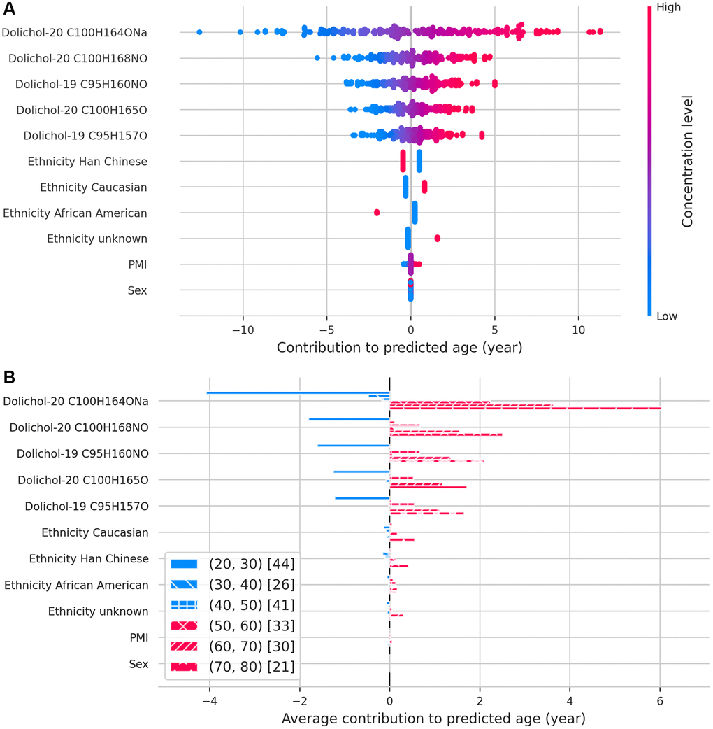 SHAP values illustrating the contribution of each feature to predicted age. (A) Beeswarm plot displaying the relative importance and direction of influence of each feature on age predictions. (B) Bar plot showing how each feature contributes to age predictions across different age groups, binned by decade.