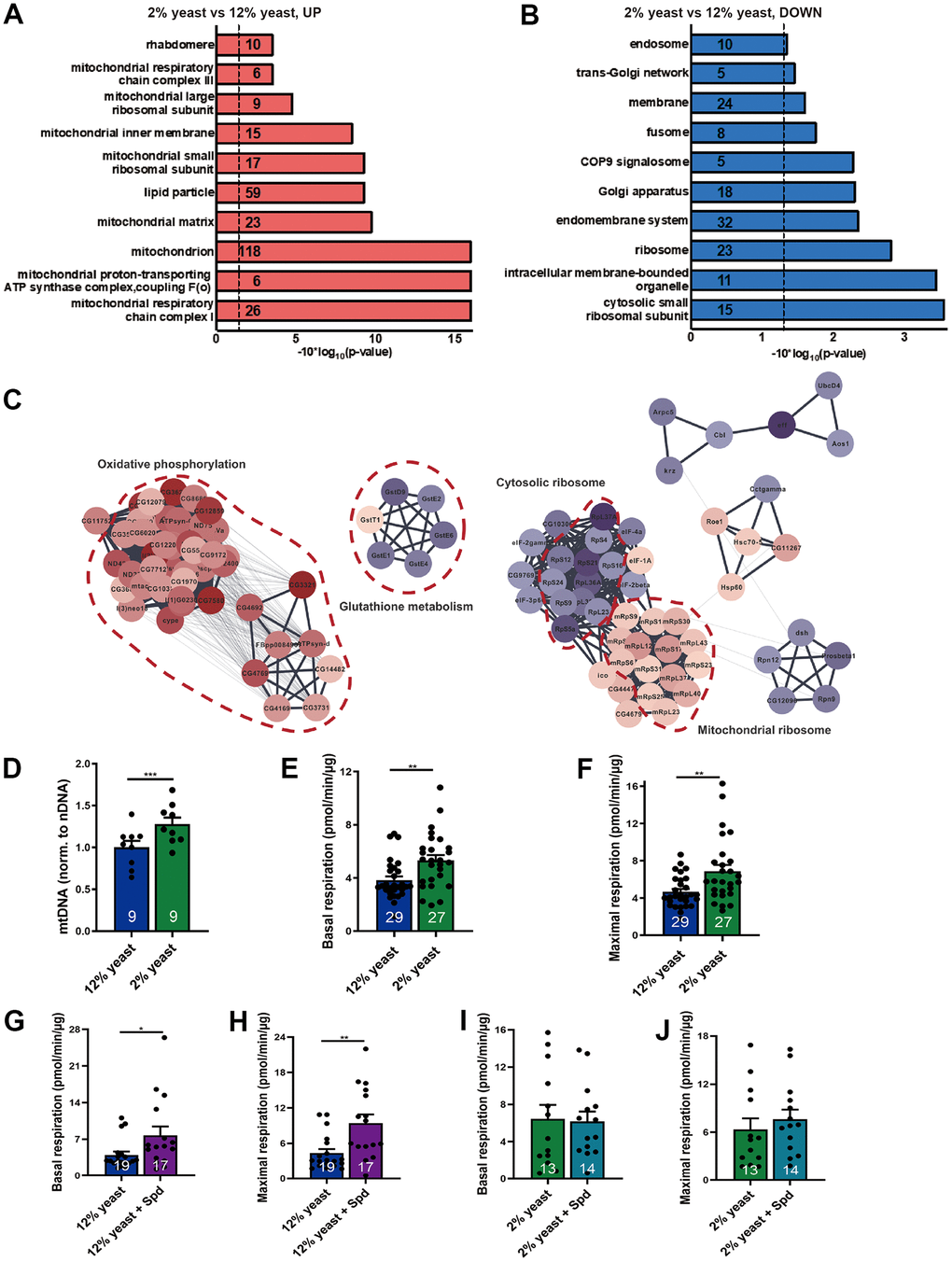 Protein restriction increases mitochondrial mass, mitochondrial DNA copy number and promotes mitochondrial respiration in aging fly brains. (A, B) Gene ontology analysis of iTRAQ global proteomics. Upregulated (red) and downregulated (blue) protein semantic groups in 15-day-old 12% yeast- and 2% yeast fed fly brains. Numbers indicate the numbers of proteins found in the individual semantic groups. (C) PPI network clustering analysis for the selected semantic groups of interest. Diagrams were created using DAVID software (version Dec. 2021). False discovery rate FDR p-values were reported here. (D) qPCR of mitochondrial DNA copy number relative to nuclear DNA in 15-day-old 12% yeast or 2% yeast fed fly brains (n= 9 biological samples. Each biological sample contains at least 3 fly brains). (E) Basal respiration of 15-day-old 12% yeast or 2% yeast fed fly brains. (F) Maximal respiratory of 15-day-old 12% yeast or 2% yeast fed fly brains. (G) Basal respiration of 15-day-old 12% yeast or 12% yeast + Spd fed fly brains. (H) Maximal respiration of 15-day-old 12% yeast or 12% yeast + Spd fed fly brains. (I) Basal respiration of 15-day-old 2% yeast or 2% yeast + Spd fed fly brains. (J) Maximal respiration of 15-day-old 2% yeast or 2% yeast + Spd fed fly brains. *p D), or by two-tailed Mann-Whitney U test (E–H), or two-tailed unpaired t-test (I, J).