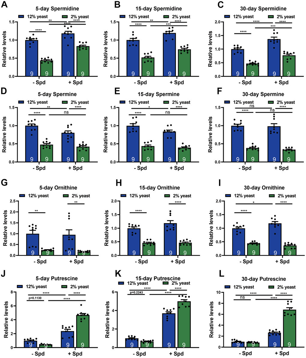 Measurements of polyamine levels in wild-type w1118 whole flies in different diets. (A–C) HPLC-MS measurements of spermidine (A–C), spermine (D–F), ornithine (G–I) and putrescine (J–L) in wild-type w1118 whole flies fed with 2% yeast, 12% yeast, 2% yeast + Spd, 12% yeast + Spd at 5-, 15- and 30-day-old time points respectively. n = 9 Biological samples. Each biological sample contains whole flies. Each biological sample has at least 10 whole flies for HPLC-MS measurements. *p A–L).