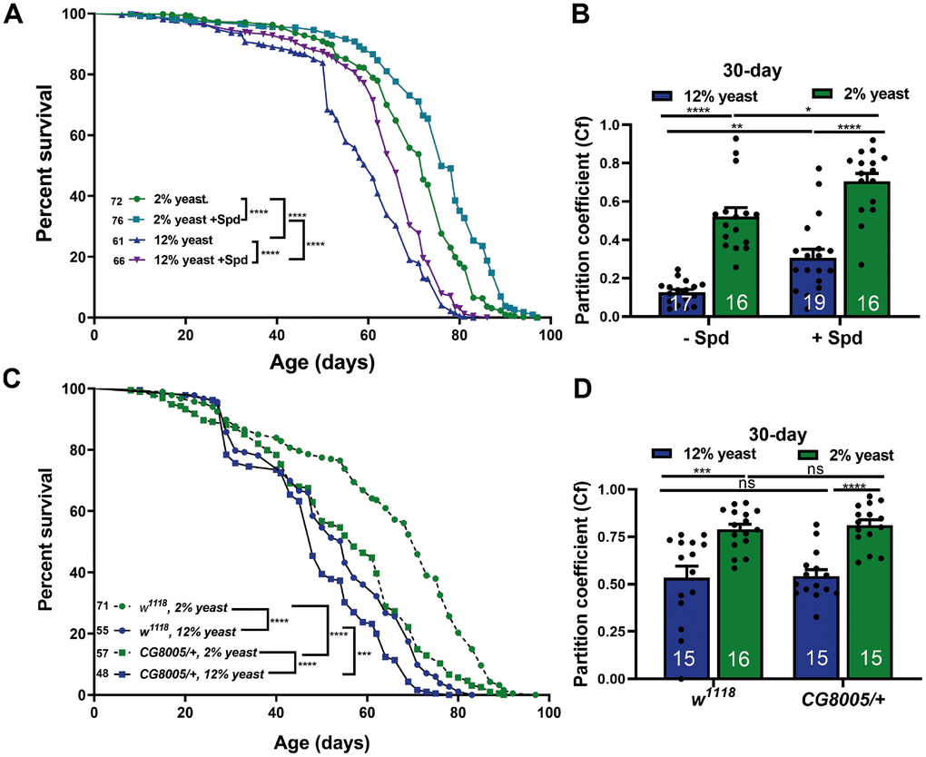 Spermidine increases lifespan and ameliorates age-related locomotive decline in both 2% and 12% diets independent of hypusination. (A) Survival analysis of isogenic w1118 female flies, fed on 12% yeast and 2% yeast with and without addition of 5 mM spermidine. (B) Negative geotaxis of 30 days isogenic w1118 female flies bred on either 12% or 2% with or without addition of 5 mM spermidine (n = 16 – 19 biological replicates. Each biological replicate contains around 15 female flies). (C) Survival analysis of isogenic w1118 female flies and CG8005/+ animals, fed on 12% yeast and 2% yeast. (D) Negative geotaxis of 30-day old isogenic w1118 flies and CG8005/+, bred on 12% yeast or 2% yeast (n = 15 – 16 biological replicates. Each biological replicate contains around 15 female flies). *p A, C) and 2-way ANOVA with Tukey’s post multiple comparisons hoc test (B, D).