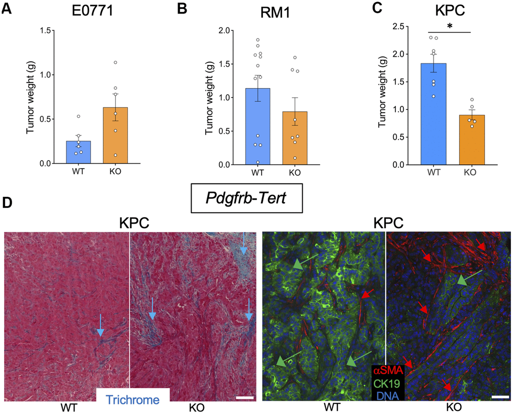 Tert KO in mesenchymal cells suppresses the growth of pancreatic tumors. Tissues resected from Pdgfrb-Cre; TERTfl/fl (KO) and Pdgfrb-Cre; Tert+/+ (WT) littermates were analyzed once one of the groups developed critical tumor burden. (A) E0771 tumor weight upon resection. (B) RM1 tumor weight upon resection. (C) KPC tumor weight upon resection. (D) Representative paraffin sections of KPC tumors stained with Trichrome (left) or subjected to CK19 and α-SMA IF (right) revealing epithelial cells (green arrows) and myofibroblasts (red arrows). Scale bar: 100 μm. Shown are mean +/- SEM, *P