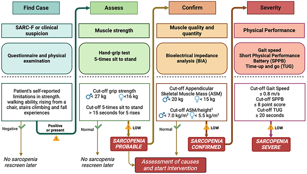 EWGSOP2 algorithm for case-finding, assessment, confirmation and level of severity for sarcopenia (modified from A.J. Cruz-Jentoft et al. Age and ageing 2019; 48:16–31) [1].