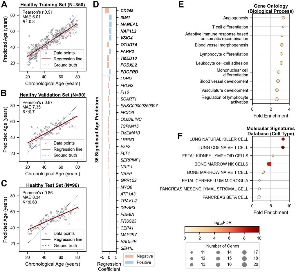 Chronological age prediction using 36 genes in healthy cohorts. (A–C) Scatter plots showing the performance of the age prediction model on (A) training (N=350), (B) validation (N=90), and (C) independent test (N=96) data. The x-axis shows chronological age, and the y-axis shows predicted age based on the mRNA clock. Each sample is represented by an open black dot, with a solid red line indicating the regression trend and a dotted blue line indicating perfect correlation. (D) Bar plot showing genes ranked by their importance in age prediction. The x-axis shows regression coefficients, and the y-axis lists the gene symbols of the 36 age-predictive genes. The top ten genes are shown in bold. Blue and red bars indicate positive and negative associations with aging, respectively. (E, F) Dot plots displaying gene-set enrichment results of the 36 age-predictive genes with their 180 co-expressed genes based on (E) Gene Ontology (Biological Processes) and (F) Molecular Signatures Database (Cell Type). The x-axis represents fold enrichment, and the y-axis portrays the top ten annotated biological functions, sorted by fold enrichment (FDR 2 = Coefficient of Determination; FDR = False Discovery Rate.