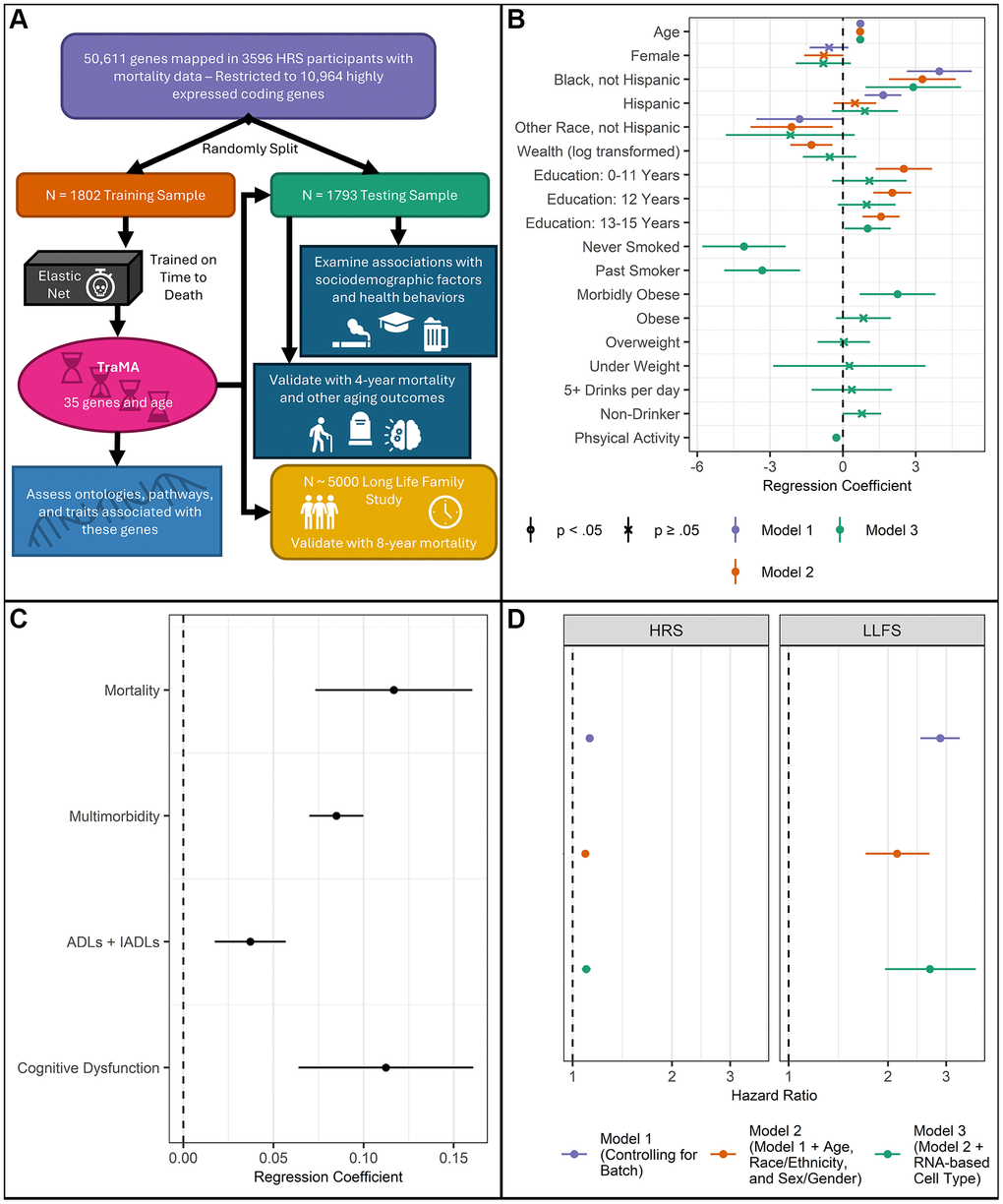 (A) Plan of analysis for the current study. (B) Nested regression results from the HRS testing data including associations between TraMA and sociodemographic factors and health behaviors; points represent regression coefficients and bars represent 95% confidence intervals; all models include cell type and batch as covariates. Model 1 includes demographic factors; Model 2 includes variables in Model 1, as well as socioeconomic factors; Model 3 includes variables in Model 2, as well as health behaviors. (C) Regression results from the HRS testing data of health/aging outcomes on TraMA; points represent regression coefficients and bars represent 95% confidence intervals; all models include age, race/ethnicity, sex/gender, cell type, and batch as covariates. (D). Validation results from nested regression of time to death on TraMA in HRS and LLFS. Model 1 includes batch as a covariate; Model 2 includes batch, age, race/ethnicity, and sex/gender as covariates; Model 3 includes variables from Model 2, as well as RNA-based cell type as covariates.
