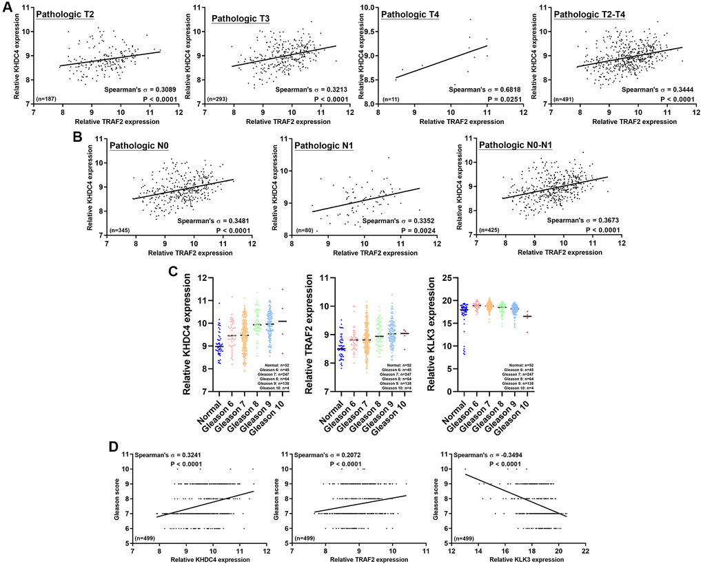 The correlation between KHDC4 and TRAF2 at a pathological level contributes to an advanced Gleason score. (A) The correlation between KHDC4 and TRAF2 in distinct pathologic stages of TCGA-PRAD data. (B) The correlation between KHDC4 and TRAF2 in different pathologic lymph node metastasis stages of TCGA-PRAD data. (C) The related levels of KHDC4, TRAF2, and KLK3 in TCGA-PRAD data across various Gleason scores. (D) The correlation of KHDC4, TRAF2, and KLK3 with Gleason scores in TCGA-PRAD data.