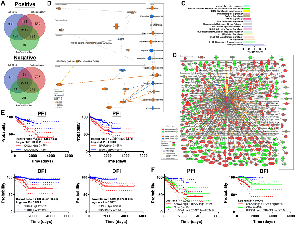 Shared gene ontology between TRAF2 and KHDC4 is associated with adverse prognosis outcomes. (A) A Venn diagram analysis collecting molecules positively or negatively correlated to TRAF2 in TCGA-PRAD datasets (Cell 2015, Firehose Legacy, and PanCancer Atlas). (B) Graphical abstract illustrating the potential biological roles influenced by TRAF2 in prostate cancer. (C) Canonical pathways affected by TRAF2-related molecules. (D) Molecular links to TRAF2 regulations in prostate cancer. (E) The correlation of KHDC4 and TRAF2 individually with Progression-Free Interval (PFI) and Disease-Free Interval (DFI) in TCGA-PRAD. (F) The correlation of Progression-Free Interval (PFI) and Disease-Free Interval (DFI) in TCGA-PRAD with the combined distribution of KHDC4 and TRAF2.