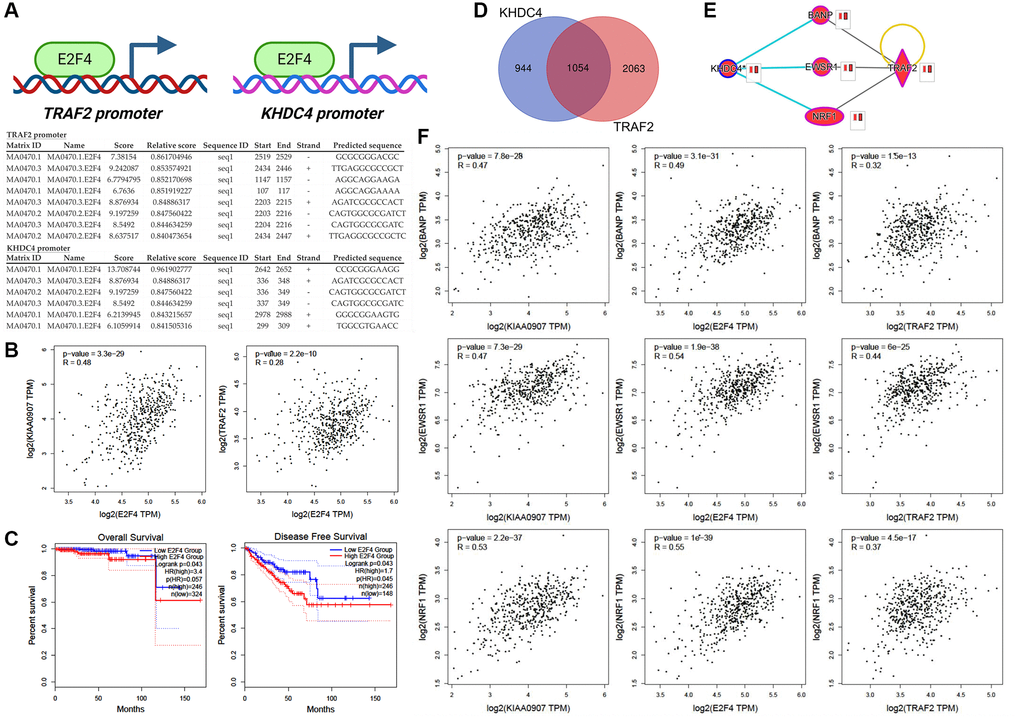 E2F4 is positioned as an upstream controller in the regulatory cascade of KHDC4 and TRAF2. (A) Promoter assays outlining potential E2F4 binding sequences in the promoter sequences of TRAF2 and KHDC4. (B) The correlation of E2F4 with KHDC4 or TRAF2 in TCGA-PRAD. (C) The prognosis values of E2F4 on overall survival or disease-free survival rate in prostate cancer. (D) A Venn diagram analysis collecting molecules positively correlated to KHDC4 and TRAF2 in TCGA-PRAD datasets (Cell 2015, Firehose Legacy, and PanCancer Atlas). (E) Downstream effectors co-regulated by KHDC4 and TRAF2. (F) The correlation of downstream effectors of KHDC4 and TRAF2 with E2F4 in TCGA-PRAD.