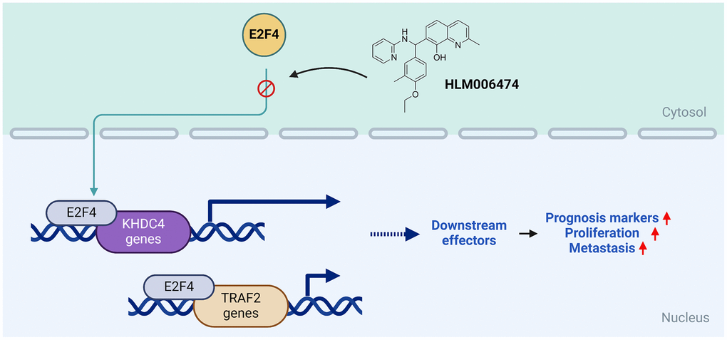 The diagram illustrates how E2F4 potentially functions as a transcription factor to activate the KHDC4-TRAF2 axis, leading to the generation of downstream effectors and promoting the development of advanced prostate cancer. The molecules identified in this model can be employed as valuable prognosis biomarkers or signatures for predicting potential outcomes in prostate cancer patients.