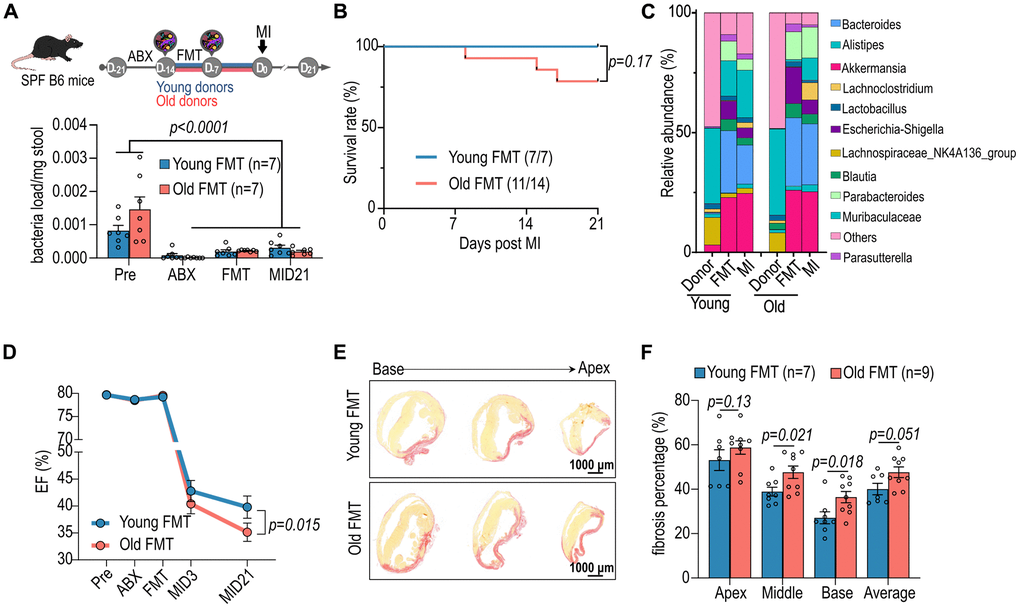 Impact of aged fecal microbiome transplantation (FMT) on cardiac function in recipient mice. (A) Female specific pathogen-free (SPF) mice were administrated with antibiotics (ABX) and subsequently subjected to FMT from young and aged mice prior myocardial infarction (MI) (upper panel). The lower panel illustrates the bacterial load in the stools of female mice following FMT. (B) The post-MI survival curve for female mice subjected to FMT from young and aged mice. (C) Post-FMT abundance of top 11 bacteria genera in female mice. (D) Cardiac ejection fraction (EF, %) of female mice before and after FMT and MI. (E) Picrosirius red staining for post-MI cardiac fibrosis of female mice receiving FMT. (F) Statistical analysis of post-MI cardiac fibrosis of female mice receiving FMT. Two-way ANOVA with Tukey post-hoc test was used to analyze data in A, D and F. Data are represented as mean ± SEM.