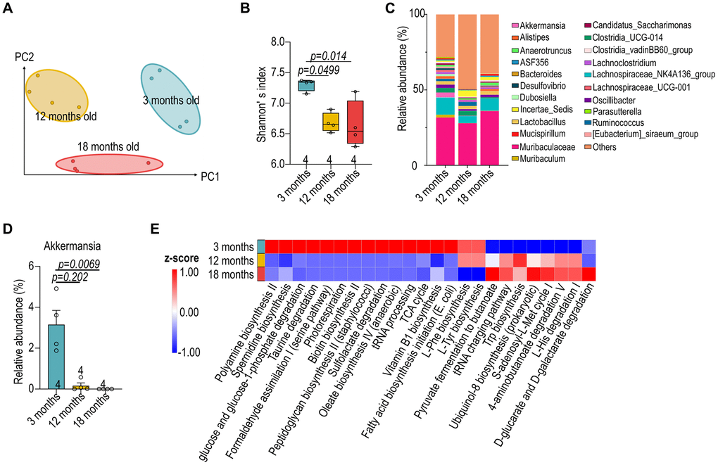 Reduced diversity in aged microbiota of female B57Bl/6 mice. (A) Weighted UniFrac distance analysis depicting the variation in gut microbial composition at 3-, 12- and 18-month-old female C57BL/6 mice. (B) Shannon’s index of female C57BL/6 gut microbiota across different age groups. (C) Relative abundance of the top 22 genera in the gut microbiota of male mice at various ages. (D) The relative abundance of Akkermansia. (E) Prediction of differential metabolic pathways with Phylogenetic Investigation of Communities by Reconstruction of Unobserved States (PICRUSt). Data in (B, D) were analyzed with Kruskal–Wallis followed by Dunn’s correction. Data are represented as mean ± SEM.