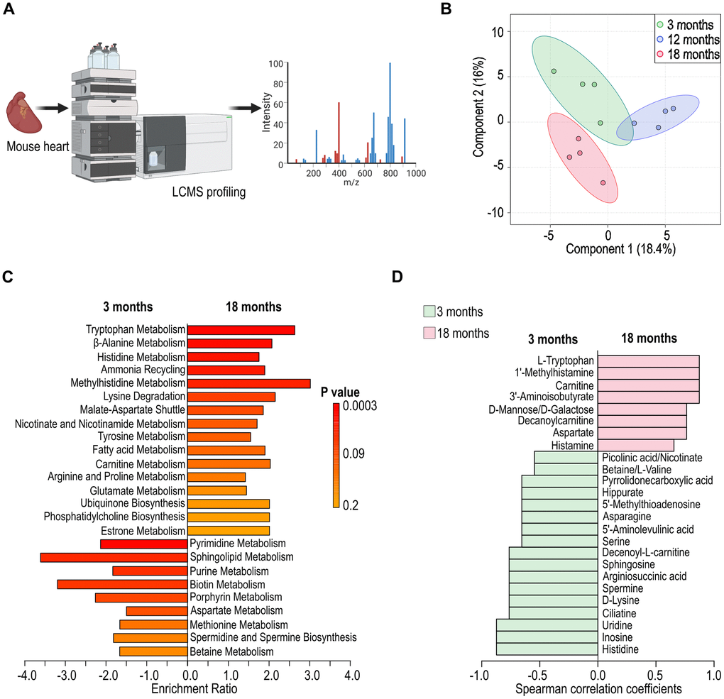 Alteration in cardiac metabolism in aged female C57BL/6 mice. (A) Schematic illustration of cardiac metabolism assessed with liquid chromatography mass spectrometry (LC-MS). (B) Partial Least Squares Discriminant Analysis (PLS-DA) depicting the variation in cardiac metabolites across different ages (3-, 12-, and 18 months). (C) Identification of differential metabolic pathways in cardiac tissues at 3- and 18-month of age. (D) Analysis of differential cardiac metabolites presented at 3- and 18-month of age.