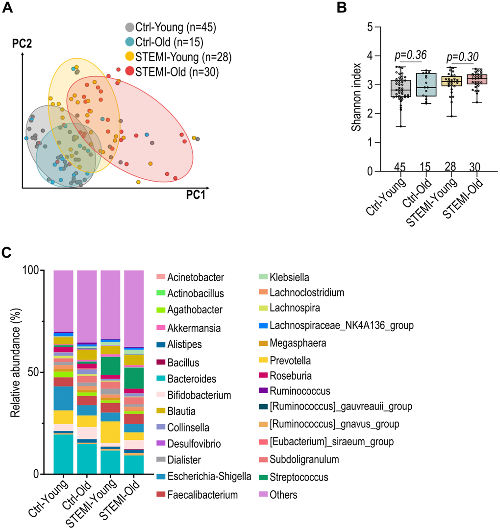 Alteration in control and ST-elevation myocardial infarction (STEMI) human gut microbiota across various ages. (A) Weighted UniFrac distance analysis illustrating the dissimilarity in control and STEMI human gut microbiota across various age groups. (B) Shannon’s index of healthy and STEMI human gut microbiota at varying ages. (C) Relative abundance of the top 27 general in normal and STEMI human gut microbiota at different age intervals. Data in (B) was analyzed with Kruskal–Wallis followed by Dunn’s correction. Data are represented as mean ± SEM.