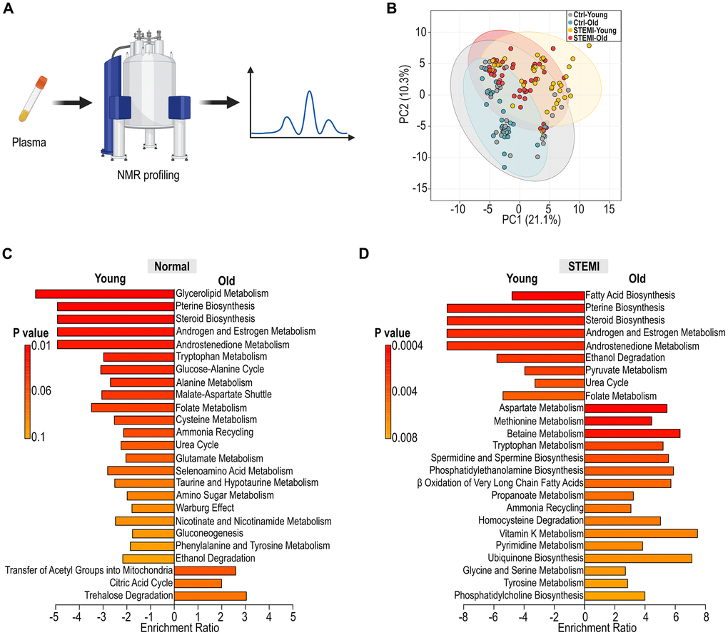 Alteration in human plasma metabolic profiling across age groups. (A) Schematic illustration of human plasma profiling using NMR. (B) PCoA displaying the variation in normal and STEMI human plasma metabolites across different age groups. (C) Identification of differential metabolic pathways in young and aged control plasma. (D) Analysis of differential metabolic pathways in young and aged STEMI plasma.