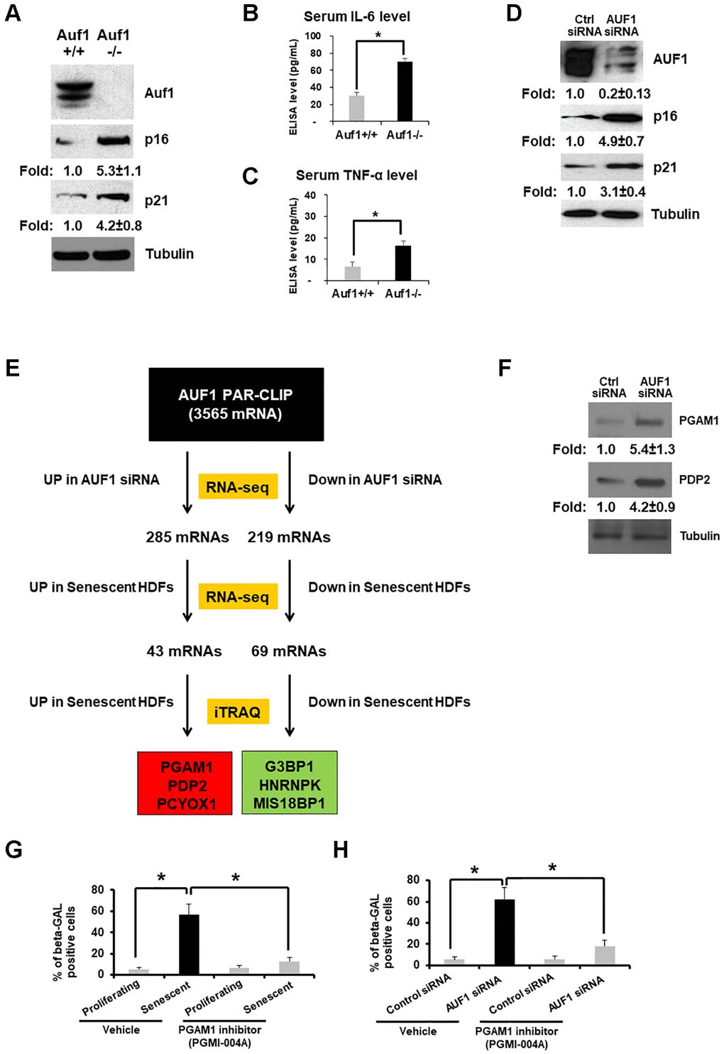 AUF1 deficiency accelerates senescence by targeting glycolytic enzymes. (A) Western blot analysis of Auf1, p16, p21, and Tubulin from primary lung fibroblasts of Auf1+/+ and Auf1−/− mice. (B, C) Serum levels of IL-6 (B) and TNF-α (C) isolated from Auf1+/+ and −/− mice (n = 4, 23-week-old mice). The results shown in (A) represent data from four independent experiments. The graph in (B) and (C) is an average ± standard deviation (S.D.) of four mice (*p D) Western blot analysis of AUF1, p16, p21, and Tubulin in lysates from proliferating HDFs transfected with control or AUF1 siRNA for 72 hours. (E) The pipeline for identifying mRNAs targeted by AUF1 for the regulation of mRNA and protein abundance in replicative senescence via direct binding of AUF1 with target mRNAs. (F) Western blot analysis of PGAM1, PDP2, and Tubulin from proliferating HDFs transfected with control or AUF1 siRNA. The data shown in (F) represent three independent experiments. (G, H) Number of β-GAL-positive fibroblasts in the presence or absence of a chemical inhibitor against PGAM1, PGMI-004A (20 μM), in proliferating or senescent fibroblasts (G) transfected with control or AUF1 siRNA (H). The graphs in (G) and (H) are an average ± S.D. of three independent experiments (*p 
