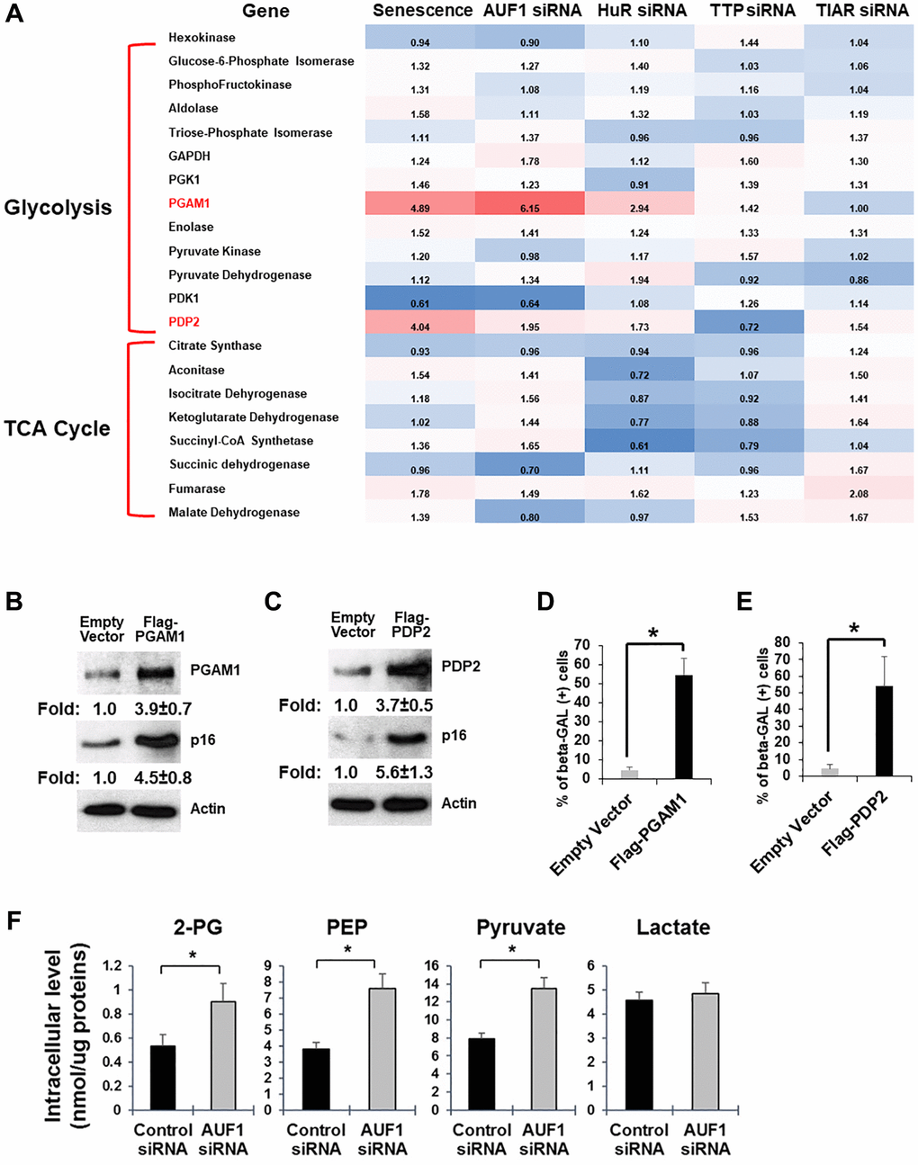 Senescent fibroblasts overexpress PGAM1 and PDP2 mRNAs to promote cellular senescence and glycolysis. (A) Fold changes in mRNAs encoding proteins involved in glycolysis and the TCA cycle. The comparison was performed in senescent HDFs and proliferating HDFs or proliferating HDFs transfected with siRNAs targeting AUF1, HuR, TTP, or TIAR and proliferating HDFs transfected with control siRNAs. (B, C) Western blot analysis of PGAM1, PDP2, p16, and Tubulin using cell lysates purified from proliferating HDFs transfected with cDNA plasmids of Flag-PGAM1 or PDP2, compared to an empty vector. The results in (B) and (C) represent three independent experiments. (D and E) Senescence-associated β-galactosidase assay using proliferating HDFs transfected with Flag-PGAM1 or PDP2 plasmids, compared to an empty vector. The graphs in (D) and (E) are averages ± standard deviations (S.D.) of three independent experiments (*p F) Colorimetric measurement of a subset of glucose metabolites using cell lysates (for 2-PG, PEP, and pyruvate) or culture media (for lactate) from HDFs transfected with control or AUF1 siRNAs. The graphs are averages ± S.D. of four independent experiments (*p 